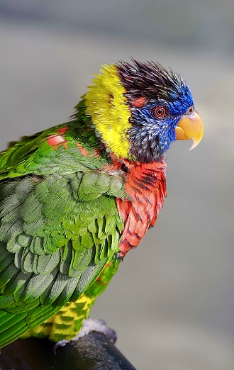 red and green Sun Conure parrot eat feed on branch, pet and animal concept