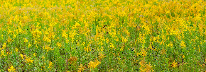 Full frame view of yellow wildflowers in a Wyoming meadow.