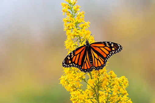 A Monarch Butterfly pollinates a Goldenrod Flower