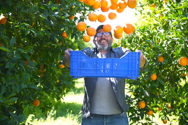 istock Farmer picking ripe oranges in the garden 2051188962