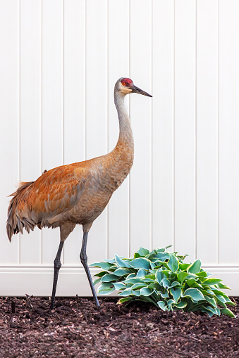 A sandhill crane standing In front of white PVC fence and over a green hosta. Its orange mating plumage glows in contrast the white fence.