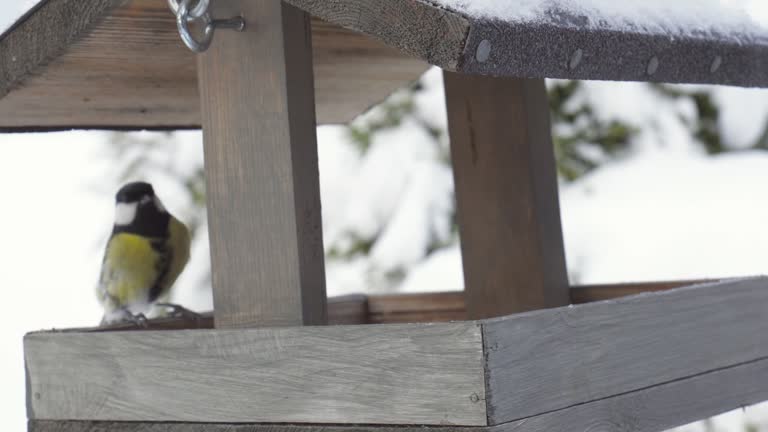 Blue And Great Tit Birds In Snow-Covered Wooden House Feeder. Close-Up Shot