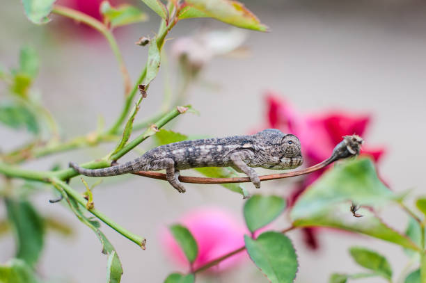 A cute juvenile Midlands Dwarf Chameleon Complex (Complex Bradypodion melanocephalum) in a garden