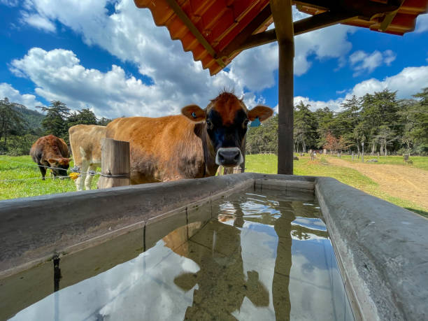 cows drinking water in a green field