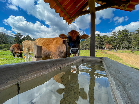Cow enjoying the green grass on the farm