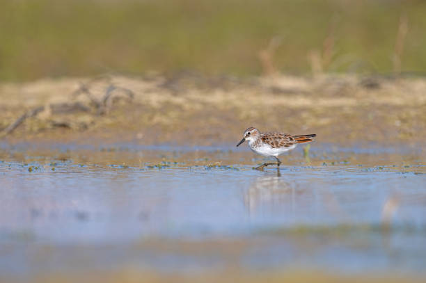 istock Little Stint (Calidris minuta) foraging in a small pond. 2051228223