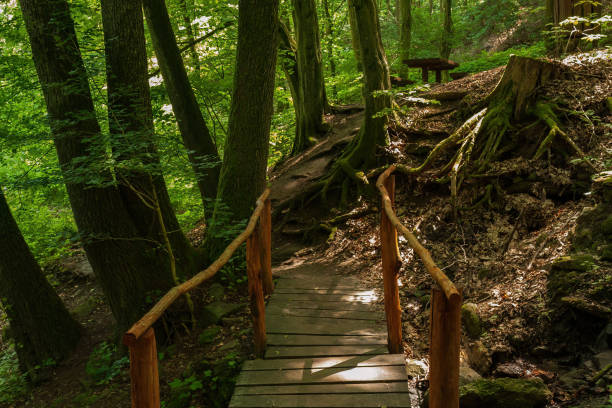 Wooden bridge in forest.