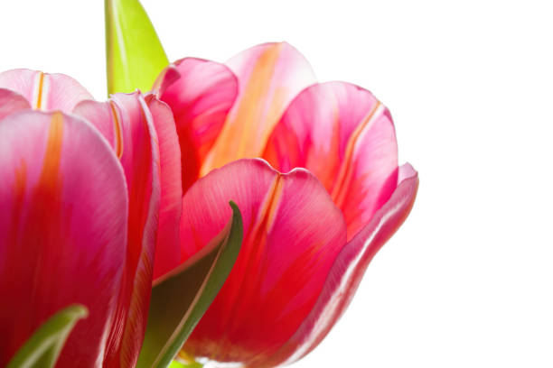 Bouquet of white and purple tulips, on a white background
