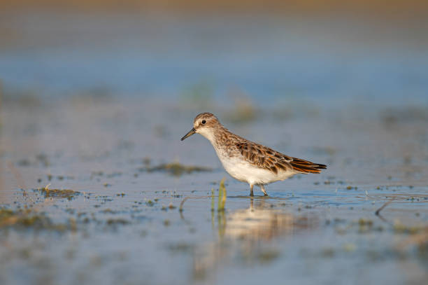 istock Little Stint (Calidris minuta) foraging in a small pond. 2051228757