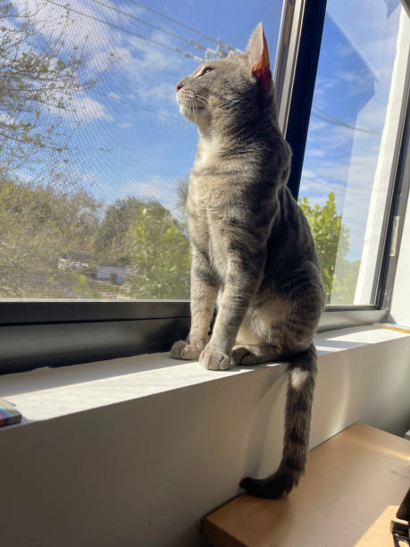 istock Domestic cat sitting on a window sill looking out 2051236116