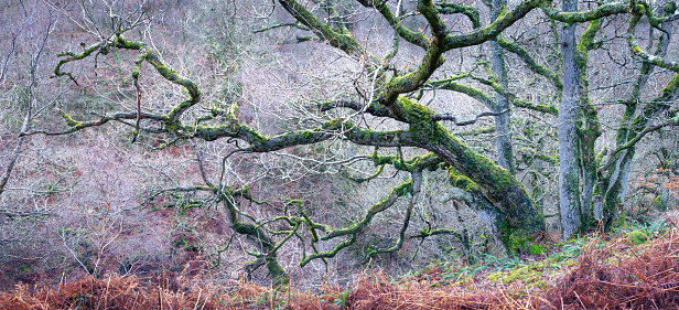 Gnarly old oak trees in an ancient English oak woodland in winter with bright green moss on the branches.