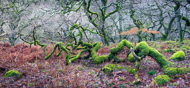 Gnarly old oak trees in an ancient English oak woodland in winter with bright green moss on the branches.