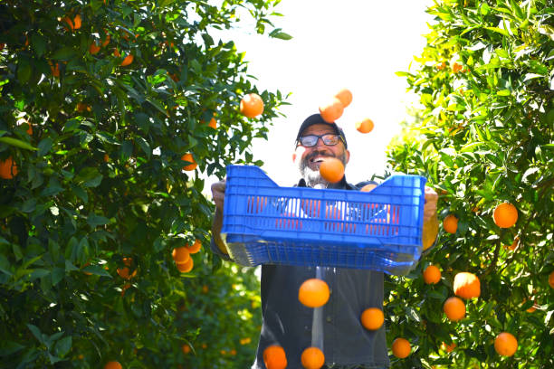 istock Farmer picking ripe oranges in the garden 2051254884