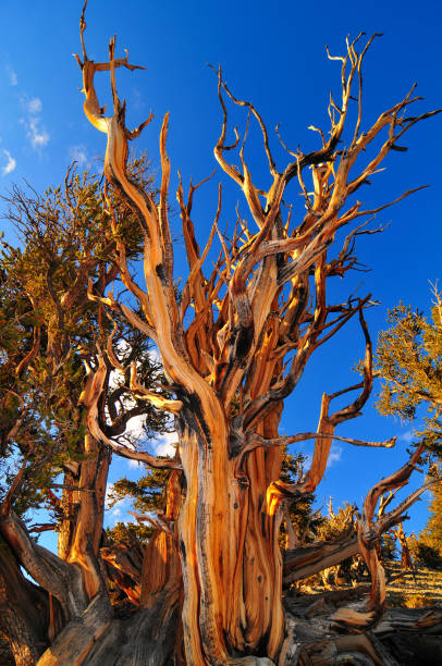 istock Late afternoon at the Ancient Bristlecone Pine Forest 2051264296