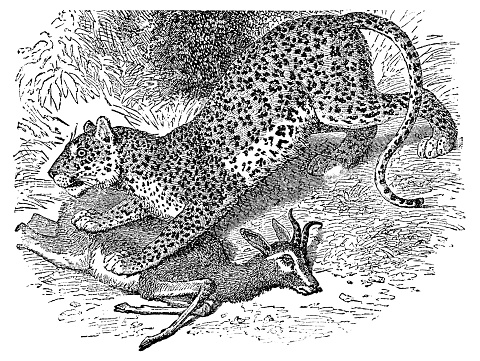An Arabian Leopard (panthera pardus nimr) attacking an Arabian Gazelle (). Vintage etching circa 19th century.