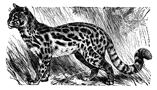 A Serval Cat (leptailurus serval). Vintage etching circa 19th century.