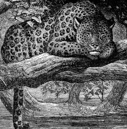 A Jaguar (Panthera Onca) sleeping in a tree. Vintage etching circa 19th century.