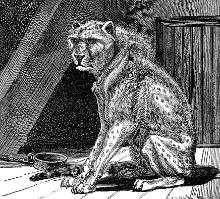 A cheetah (acinonyx jubatus) in captivity. Vintage etching circa 19th century.