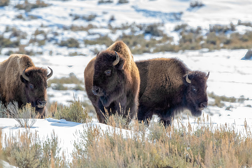 Bison or buffalo cows marching through snow in Yellowstone of Wyoming in western USA of North America.