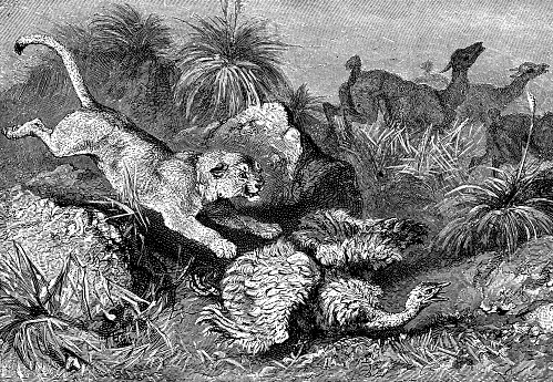 A South American Cougar (puma concolor concolor) attacking a Lesser Rhea bird (rhea pennata). Vintage etching circa 19th century.