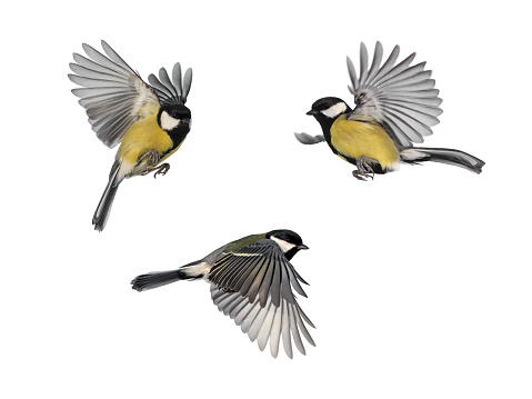 set of three bird tit flies with wings spread on a white isolated background