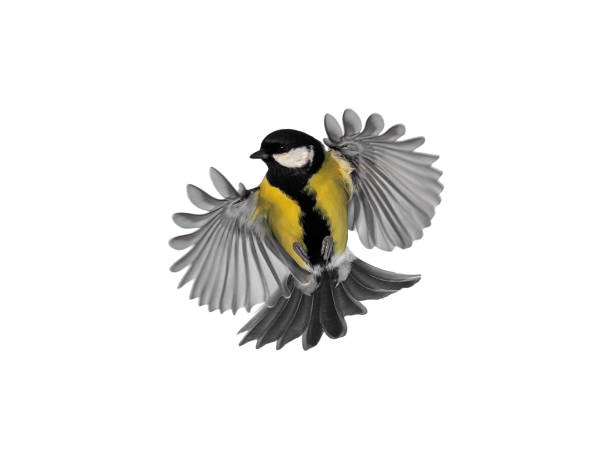 istock bird tit flies with wings spread on a white isolated background 2051275294