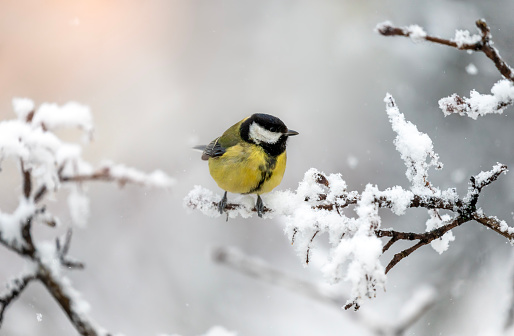 tit bird sitting among snow-covered branches in the winter garden