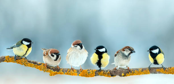 istock flock of small birds tit and sparrows sit mixed on a tree branch in the park 2051276332