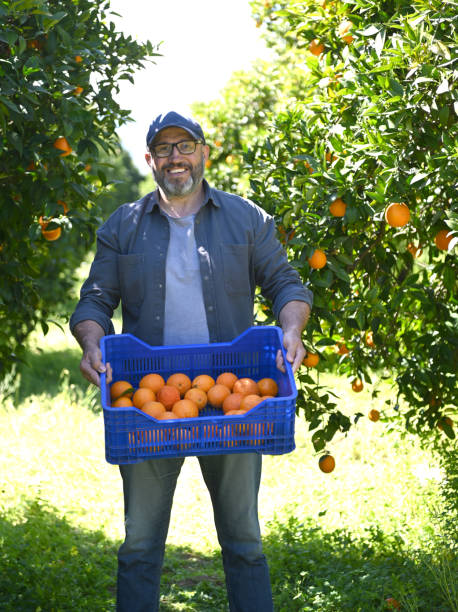 istock Farmer picking ripe oranges in the garden 2051278931