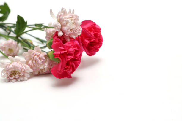 istock Bouquet of carnation isolated on a white background. 2051286210