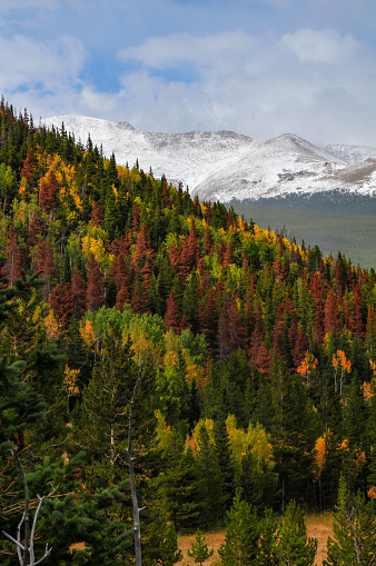 Early autumn foliage and snow-dusted mountains from the Trail Ridge Road, Rocky Mountain National Park, Estes Park, Colorado, USA.