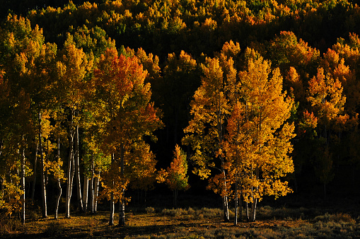 Late afternoon on the fall foliage up the slopes of the Sneffels Range of the San Juan mountains, as seen from the Dallas Divide, near Ridgway, Colorado, USA.