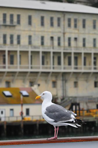 A seagull on the deck of a tour boat facing the buildings of Alcatraz Island, San Francisco, California, USA.