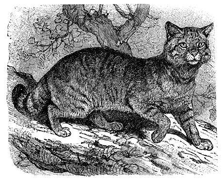 A European Wildcat (felis silvestris). Vintage etching circa 19th century.