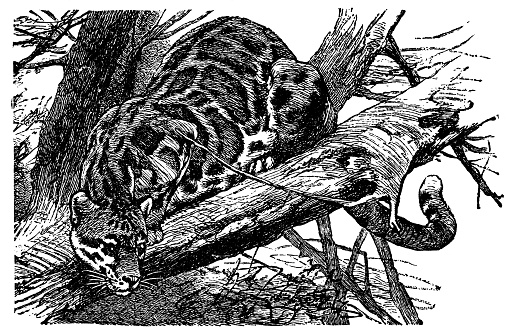 A Sunda Clouded Leopard (neofelis diardi). Vintage etching circa 19th century.