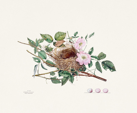 Vintage bird's nest illustration from the 19th century, circa 1880.