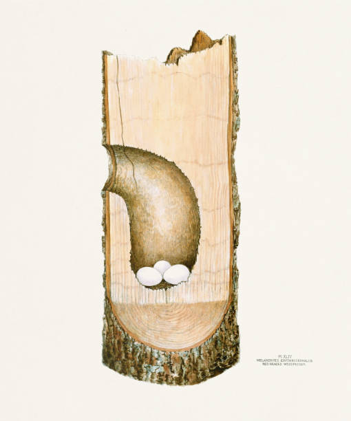 istock Vintage bird's nest illustration. Circa 1880 2051304302