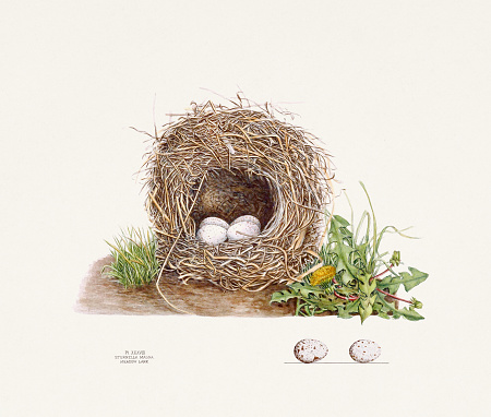 Vintage bird's nest illustration from the 19th century, circa 1880.