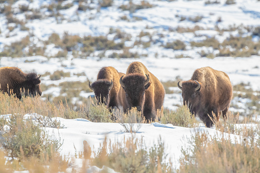 Bison or buffalo cows marching through snow in Yellowstone of Wyoming in western USA of North America.