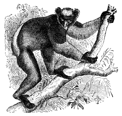 A Babakoto lemur (indri indri). Vintage etching circa 19th century.
