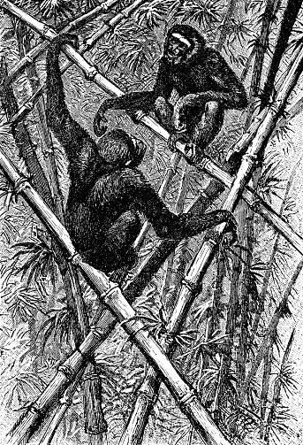 Crowned Sifaka lemurs (propithecus coronatus). Vintage etching circa 19th century.