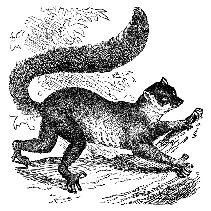 A Mongoose Lemur (eulemur mongoz). Vintage etching circa 19th century.