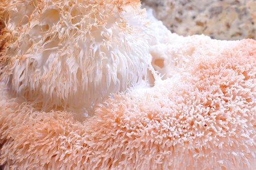 Hericium erinaceus (also called lion's mane mushroom, mountain-priest mushroom, bearded tooth fungus, and bearded hedgehog)