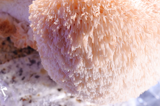 Hericium erinaceus (also called lion's mane mushroom, mountain-priest mushroom, bearded tooth fungus, and bearded hedgehog)