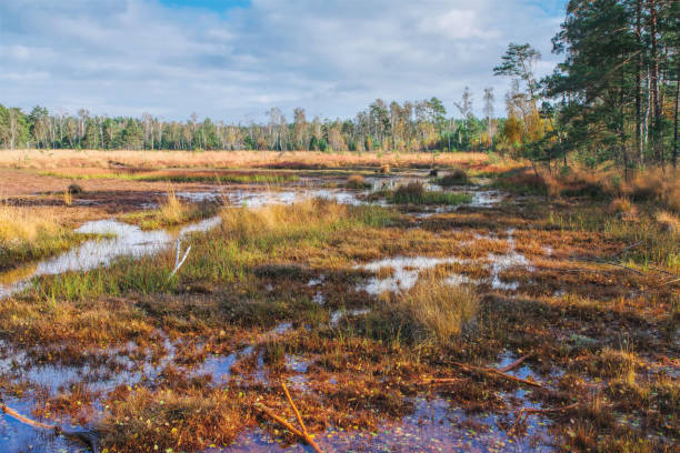 istock a bog in indian autumn 2051356856