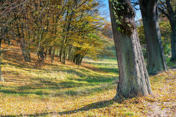 a nice lime tree avenue in autumn