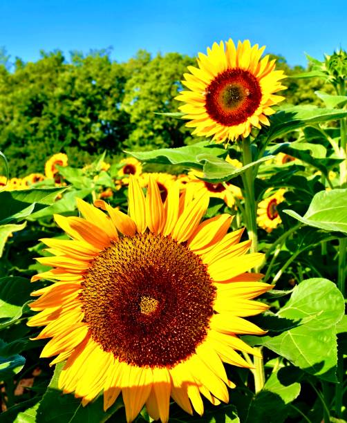 istock Heartland Sunny Sunflowers 2051370274