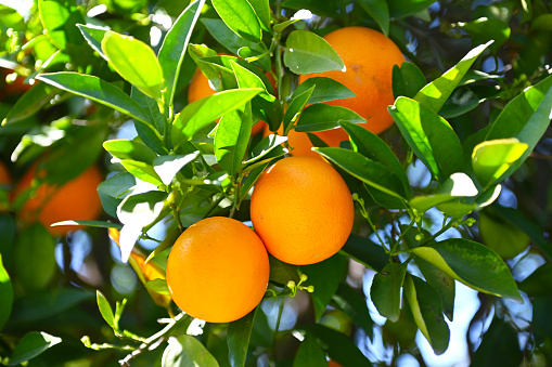Orange Calamondine fruits and foliage on dwarf tree or Orange kumquat