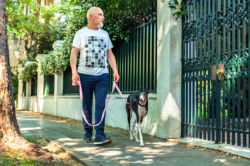 Mature man having a walk with his dog, strolling along the sidewalk of a tranquil, tree-lined neighborhood.