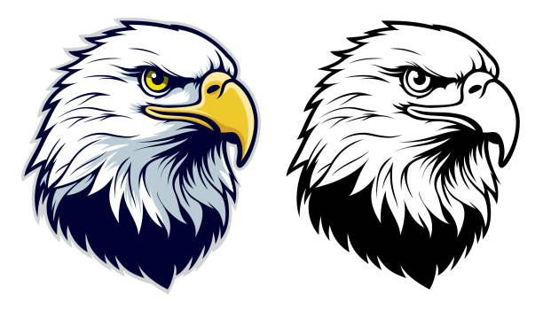 Eagle Head Front Side View A vector illustration of a front-side view of a Bald Eagle's head. Illustration comes in color and black and white head stock illustrations